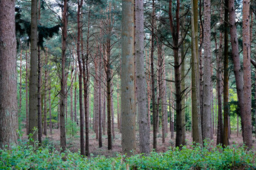 Obraz premium Looking in to a tall pine tree forest