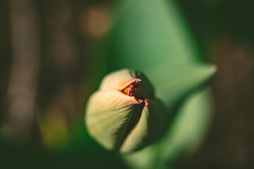 tulip bud. The closed bud of a red tulip, close-up. the concept of growing flowers. ready to open when spring comes. festive spring background. flowers in the flowerbed, field tulips