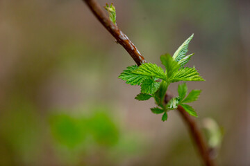 Small raspberry sprout growing up. Selective focus on raspberry bush in a summer garden