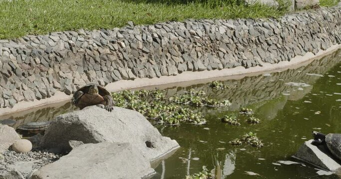 Turtle sunbathing on rock in pond Lima Peru -4k