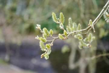 Close up of catkins growing on a tree branch in the spring 