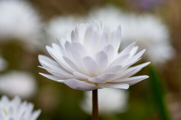 春に咲くサンギナリア
