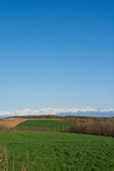 Fototapeta na wymiar 春の晴れた日の緑の牧草畑と残雪の山並み 