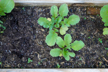 Close up of young radish plants 
