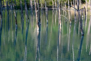 Fototapeta na wymiar 新緑の森を映す青い池の水面　美瑛町 