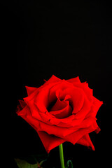 黒背景の深紅のバラ
