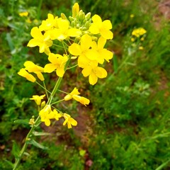 Yellow Flowers of soya been oil
