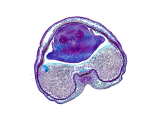 cross section cut slice of plant stem under the microscope – microscopic view of plant cells for...