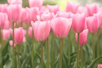 春のピンク色のチューリップ花壇4月　チューリップ　春　深谷花フェスタ　ガーデニング　花壇 　4月　5月