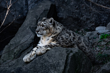 snow leopard