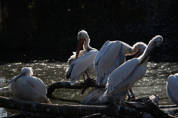 4 pelican