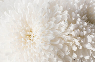 Banner. White chrysanthemum flower with shadows. Light close-up. The texture of the plant. Floral background.