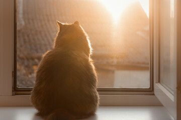 Cat looks out the window at sunset