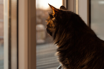 Cat looks out the window at sunset