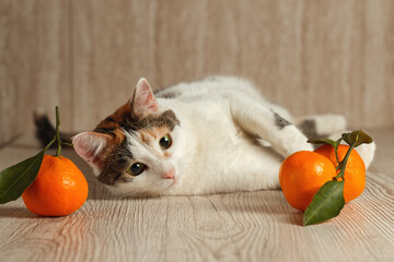 A tricolor cat lies next to a tangerine