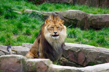 Obraz premium Lion ready to eat