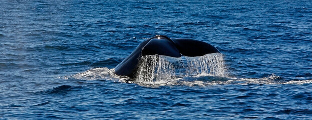 Tail of a sperm whale while diving © hpboerman