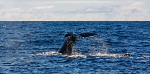 Tail of a sperm whale while diving © hpboerman