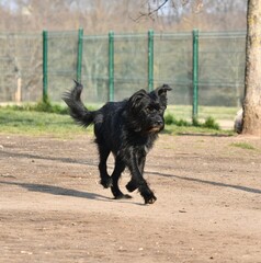 Beautiful walking black stick dog in the morning light in an off leash dog park near Lyon in France.