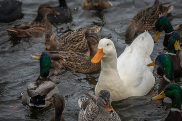 Rare wild white duck mutant fighting ducks for food on winter lake, wildlife and survival