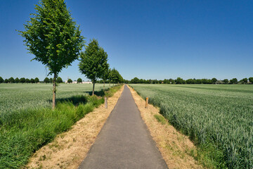 Fototapeta na wymiar Narrow bike path between trees along wide agriculture fields in Brandenburg