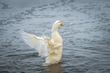 rare wild white duck mutant bathes and cleans on winter lake, wildlife and survival