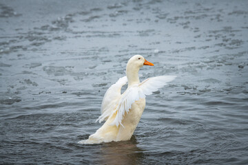rare wild white duck mutant bathes and cleans on winter lake, wildlife and survival