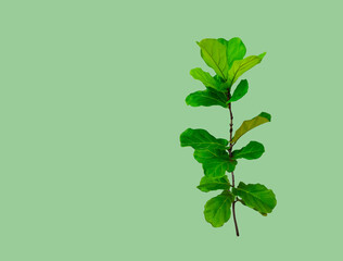 Terminalia catappa isolated with clipping path on green background