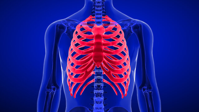 The rib cage, as an enclosure that comprises the ribs, vertebral column and sternum in the thorax of most vertebrates, protects vital organs such as the heart, lungs and great vessels.