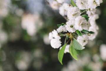 Close up photo of white blossom cherry flowers on branch. Blooming plant. Selective focus, blurred background. Copy space. Spring season.