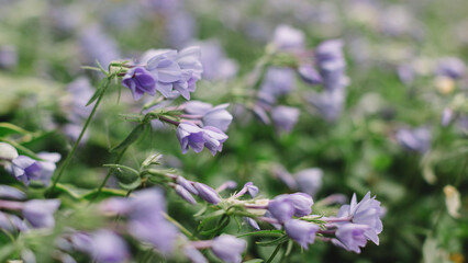 Selective focus on purple flowers of Brimeura amethystina or Spanish bluebell. Blooming plants. Blurred background, bokeh. Spring season. Botanical garden.