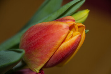 Naklejka premium Tulip close up view