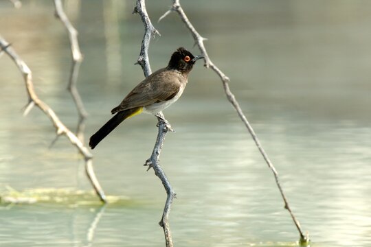Ein Maskenb&uuml;lb&uuml;l (Pycnonotus nigricans), African red-eyed bulbul, an einem Teich, Namibia.