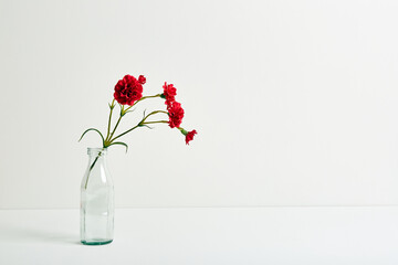 Obraz premium Red carnation bouquet in glass vase on white color background. Copy space. Flower design. Empty text place. Business card. Memorial day. Minimalism. Happy celebration. Holiday decoration. Conceptual