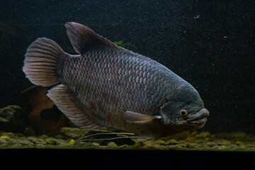 Giant gourami, fish in the tank