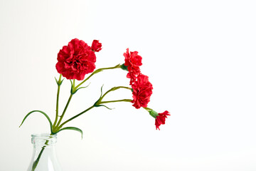 Red carnation bouquet in glass vase on white color background. Copy space. Flower design. Empty text place. Business card. Memorial day. Minimalism. Happy celebration. Holiday decoration. Conceptual