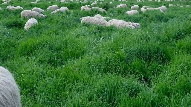 FU 2021-05-13 Rheinhafen Vid 28 Auf der Wiese grasen Schafe