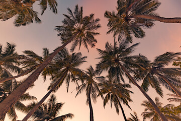 Copy space of tropical palm trees with sunset light on sky background. Tropical island beach, low point of view, inspirational motivational, happy relaxing vibes. Exotic nature landscape