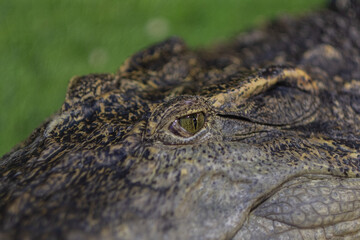 crocodile closeup eye, Alligator, Dangerous animal