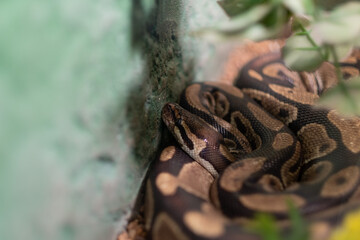 Python snake, Dangerous animal, wildlife