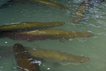 Fototapeta premium arapaima, dangerous amazon fish, giant