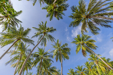 Obraz na płótnie Canvas Tropical forest trees background concept. Coconut palms and peaceful blue sky. Exotic summer nature background, green leaves, natural landscape. Summer tropical island, holiday or vacation pattern