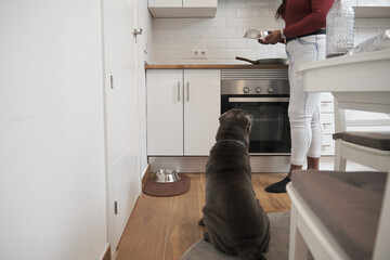 Young african american woman feeding her sharpei dog at the kitchen. Pet care concept.