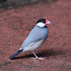 colorful Bird Java Sparrow (Lonchura oryzivora)