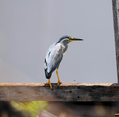 Striated Mangrove Heron (Butorides Striata) on a twig. This heron is also known as Mangrove Heron, Little Heron or Green-backed Heron.