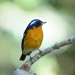 Bird Mugimaki Flycatcher on a Branch