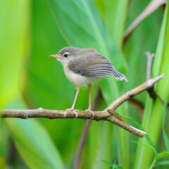 Newborn Plain Prinia ,nature  in Thailand