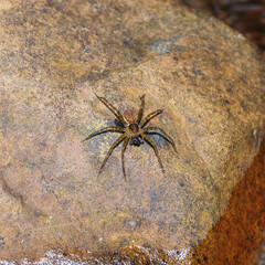 Spider on the stone in nature