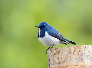 Beautiful Blue Bird, Ultramarine Flycatcher, perching on branch with clear green background...
