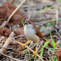 Fototapeta premium Colorful Yellow-eyed Babbler bird in nature